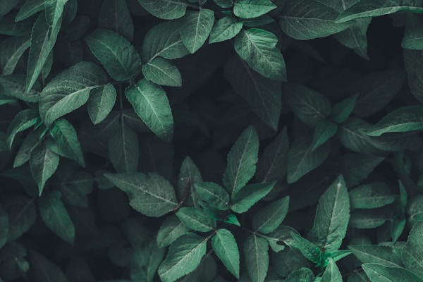 Most Eco-Friendly Cities